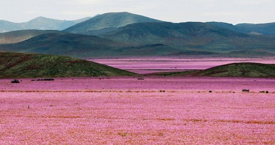 When rain falls on the world's driest desert