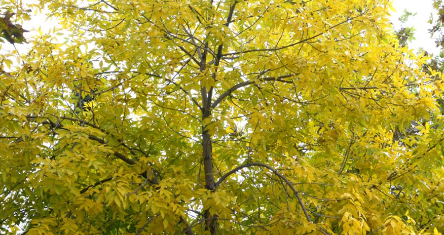 Baku weather forecast for Oct.31