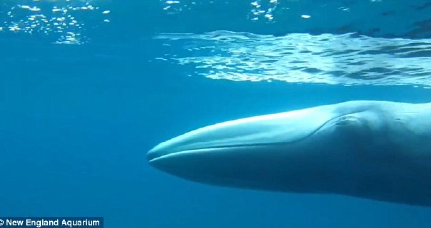 The world's rarest whale Omura is captured on film for the FIRST time