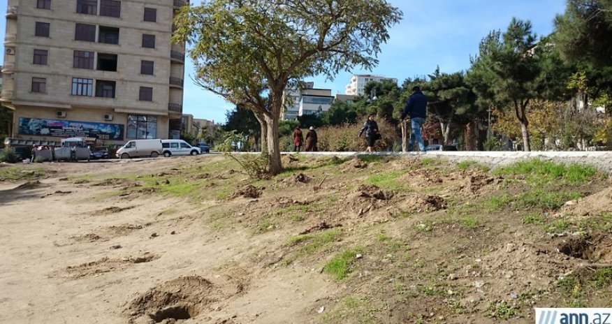 Leyla Əliyevanın təşəbbüsü ilə əkilən ağaclar belə məhv edilib - FOTOLAR
