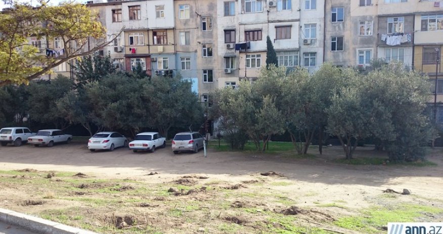 Вырубка деревьев  в Баку - ФОТО