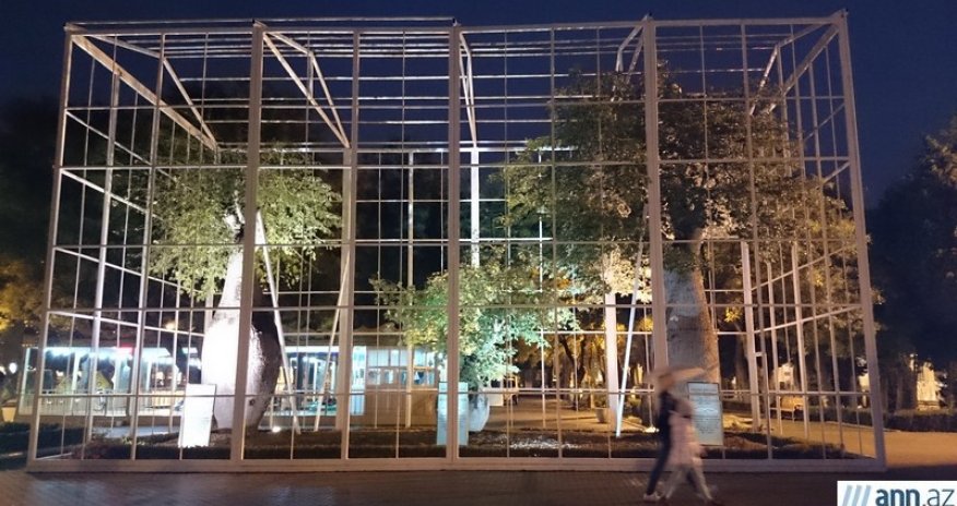 Bakıda ağaclara ev tikdilər - FOTOLAR