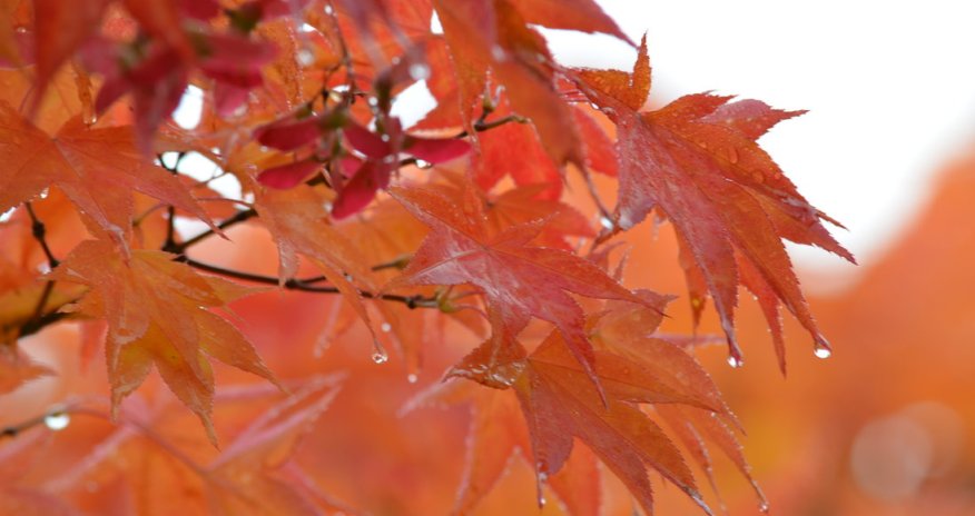 Baku weather forecast for Nov. 20