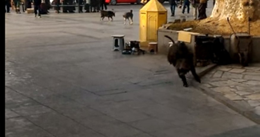 РАЗНОЕ: Дикий кабан напал на стамбульцев