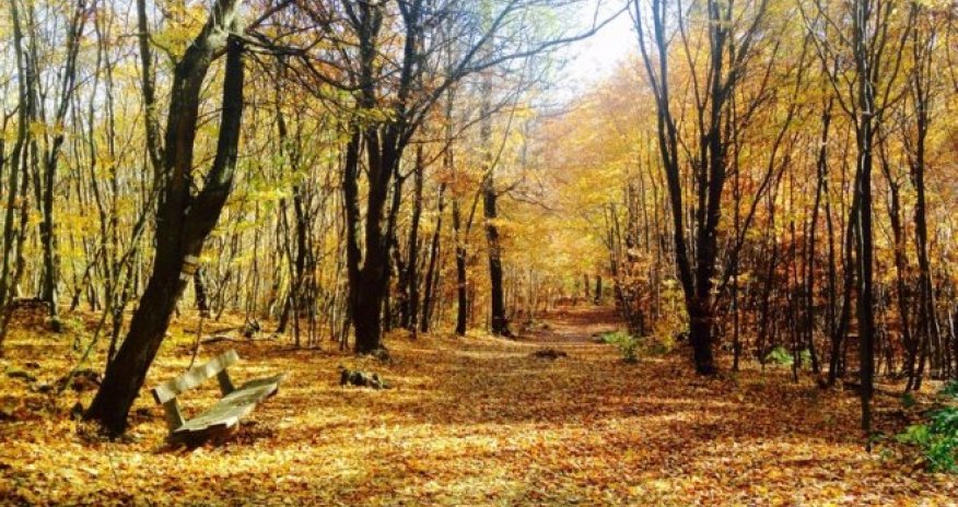 Nağılvari Vyana meşələri - FOTO+VİDEO