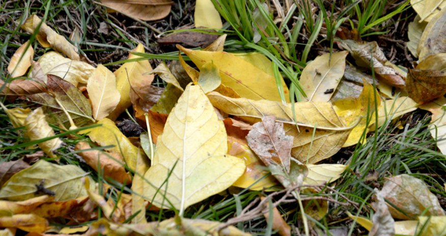 Baku weather forecast for Nov. 21