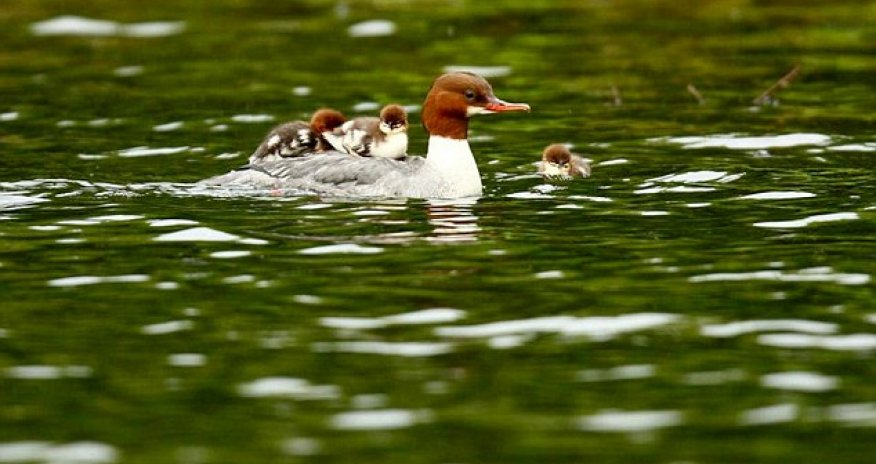 The duck who really is running a taxi service