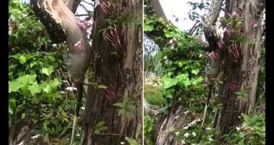 MÜXTƏLİF: Pitonun naharı - ANN.TV