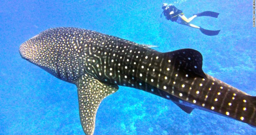 Swimming with the underwater Big 5