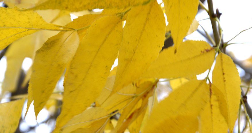 Baku weather forecast for Nov. 26