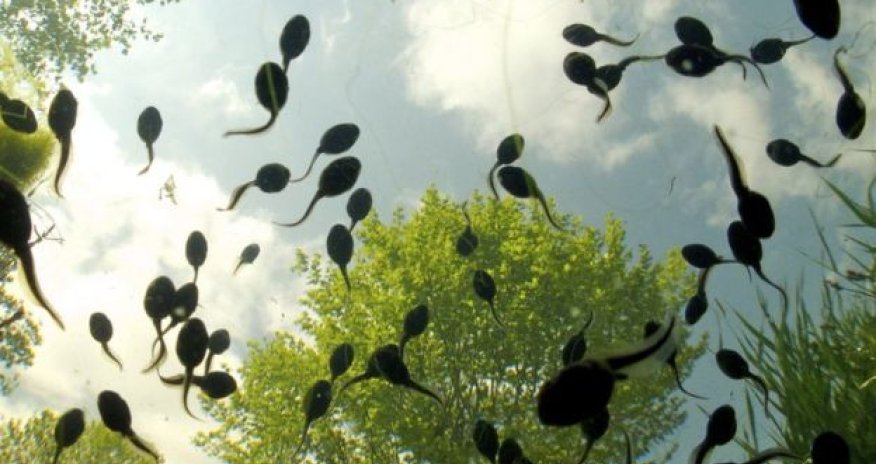 In pictures: Royal Society photo award winners