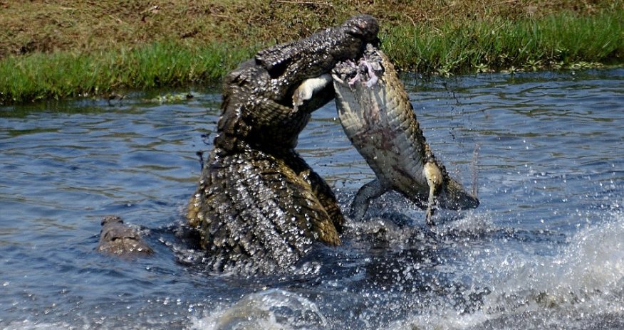 Cannibal crocodile tears smaller rival to pieces