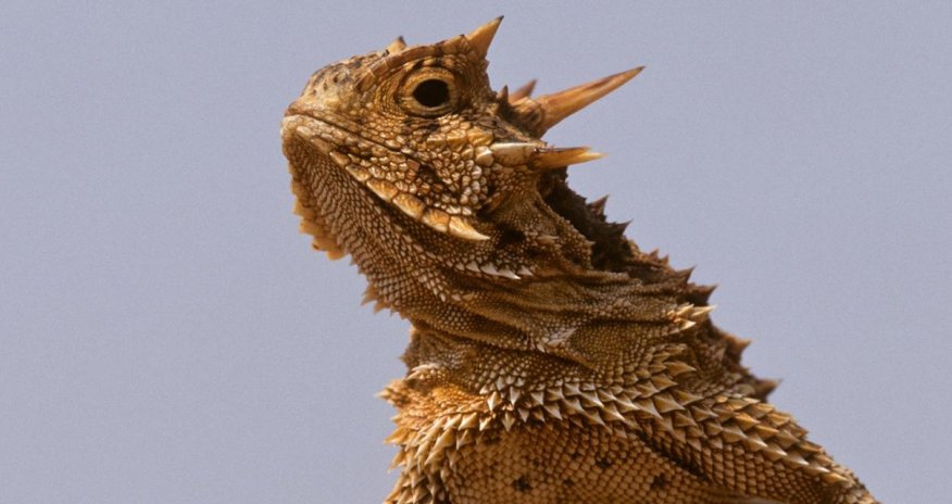 Meet the lizards that suck up rain with their skin