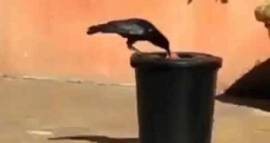 РАЗНОЕ: Птичий урок чистоплотности