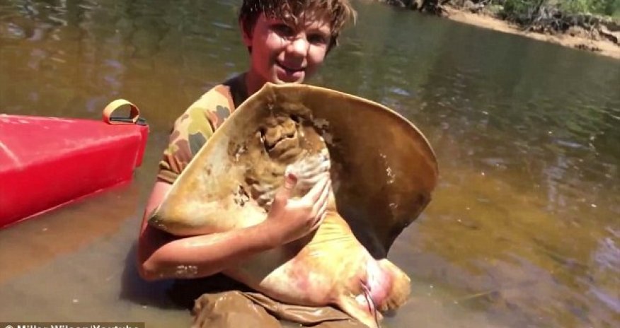 Schoolboy helps a stingray give birth to 12 babies