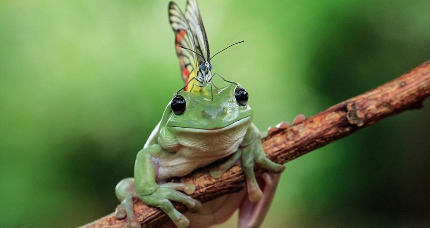 Short, back and flies