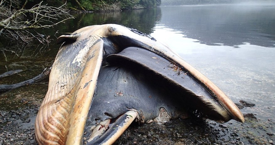 Why have 337 whales washed up dead on the same stretch of coast?