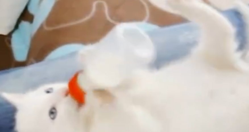 РАЗНОЕ: Ты не ты, когда голоден