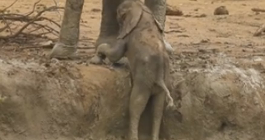 РАЗНОЕ: Слоненок оказался в тупике