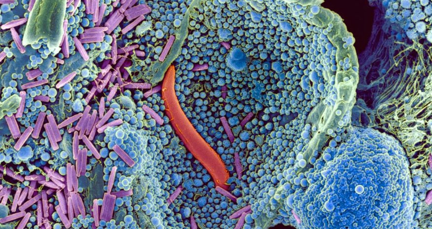 One amazing substance allowed life to thrive on land