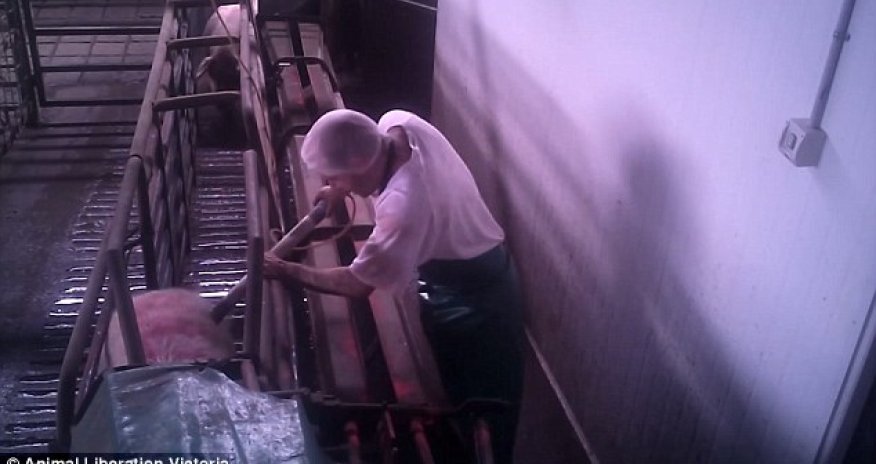 Pigs being 'forced into small cages before they are 'lowered into gas chambers'