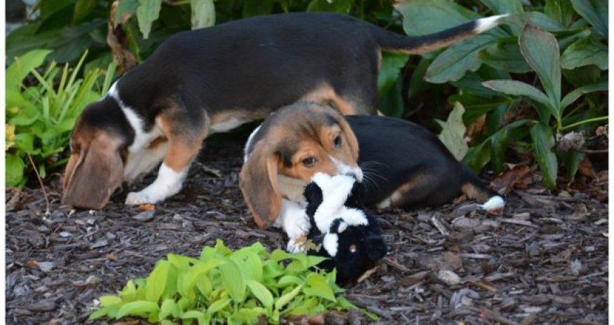 World's first IVF puppies born to surrogate mother dog