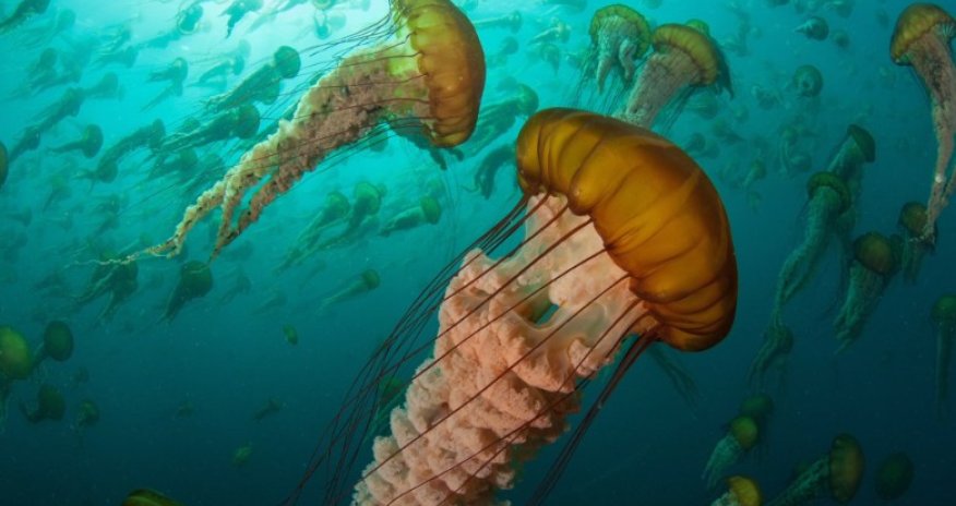 Oceans are more vital than you think