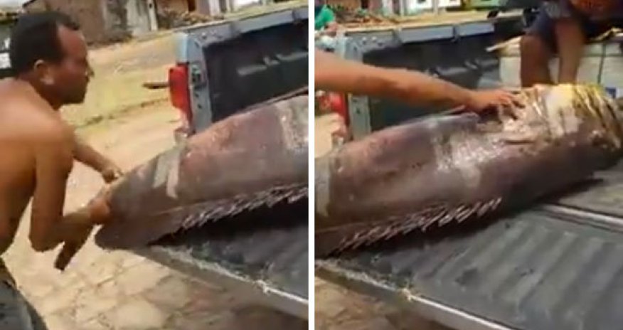 Monster fish is so huge TWO men struggle to lift it