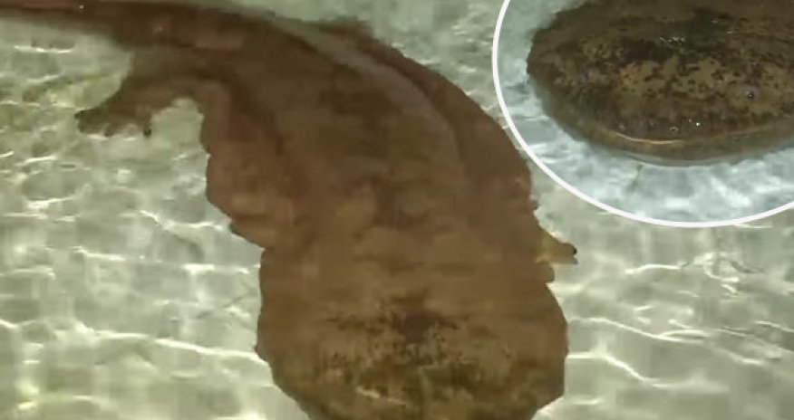 Is this the oldest creature on Earth?