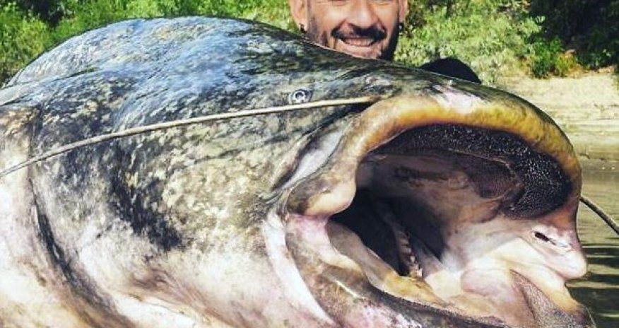 Fisherman reels in 19 STONE catfish