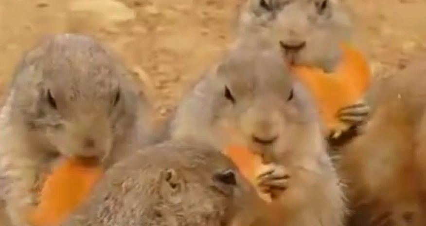 MÜXTƏLİF: Kollektiv nahar