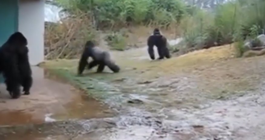 MÜXTƏLİF: Qorillaların yağış sevinci