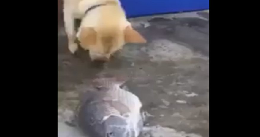 РАЗНОЕ: Спасение в одном глотке