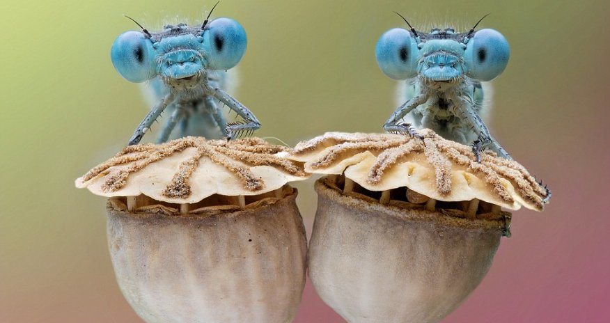 Incredible photographs capture groups of bug-eyed dragonflies rising from their overnight slumber