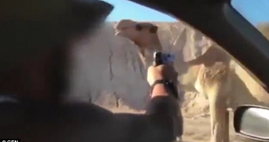 Soldiers from Israel's elite killing a CAMEL in drive-by shooting