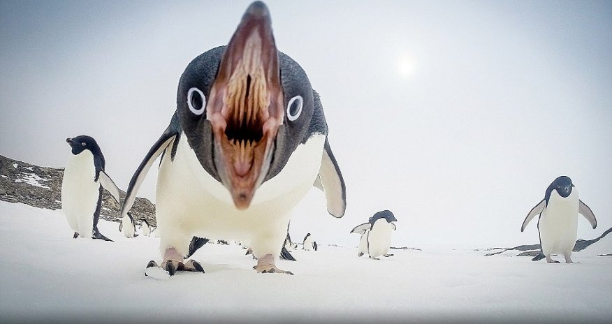 National Geographic release their pictures of 2015