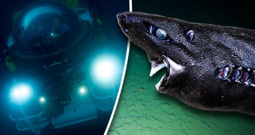Terrifying pitch black shark discovered in ocean abyss