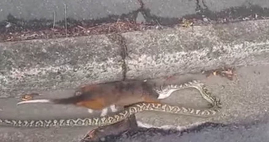 Snake attempts to swallow WHOLE possum nearly twice its size