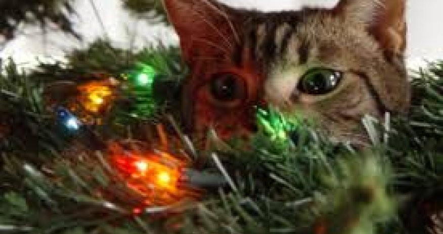 Разное: Коты против новогодних елок