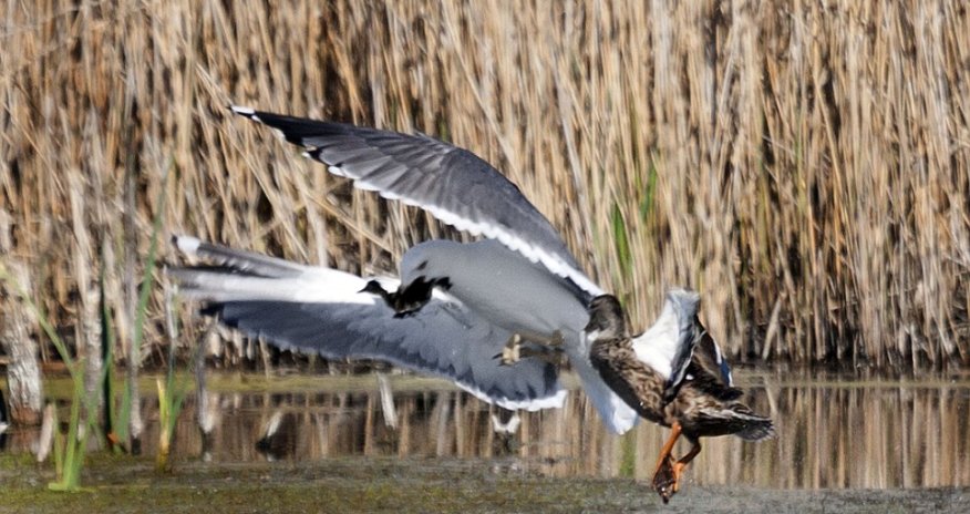 Give me back my baby