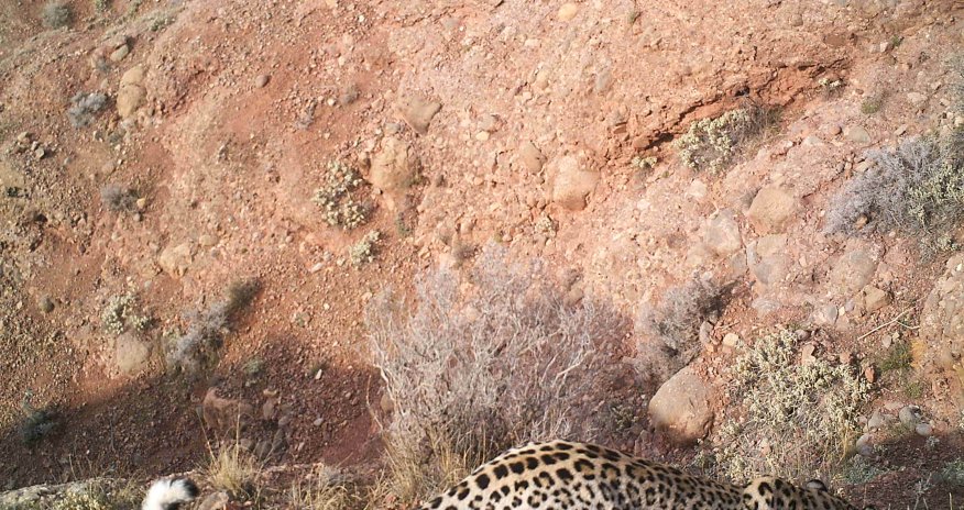 ​Azərbaycan ərazisində daha bir bəbirin görüntüləri çəkilib