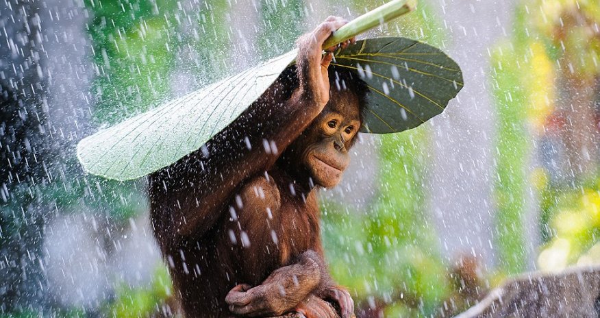 National Geographic reveals its top pictures of 2015