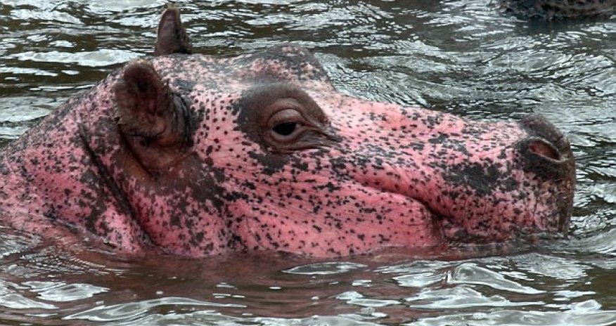 The hippo that’s pretty in pink