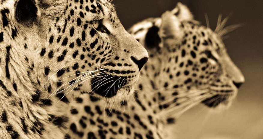 Photographer spends ten years capturing incredible sepia portraits of big cats