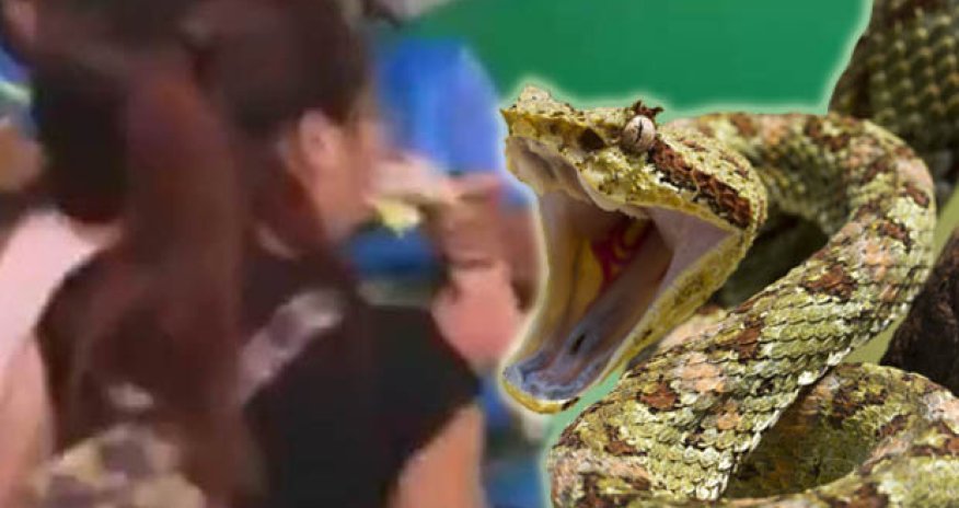 Girl tries to kiss snake... and instantly regrets her decision