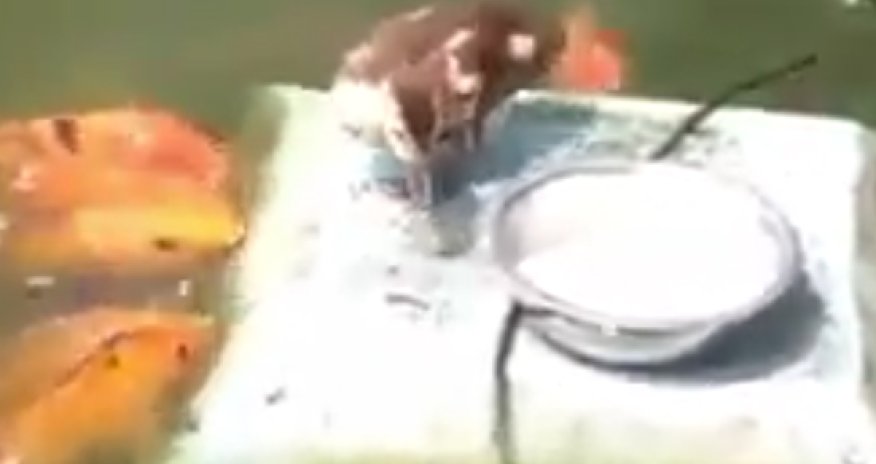 MÜXTƏLİF: Balıqları yemləyən ördək