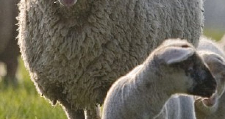 Human organs for transplant are being grown inside sheep and pigs