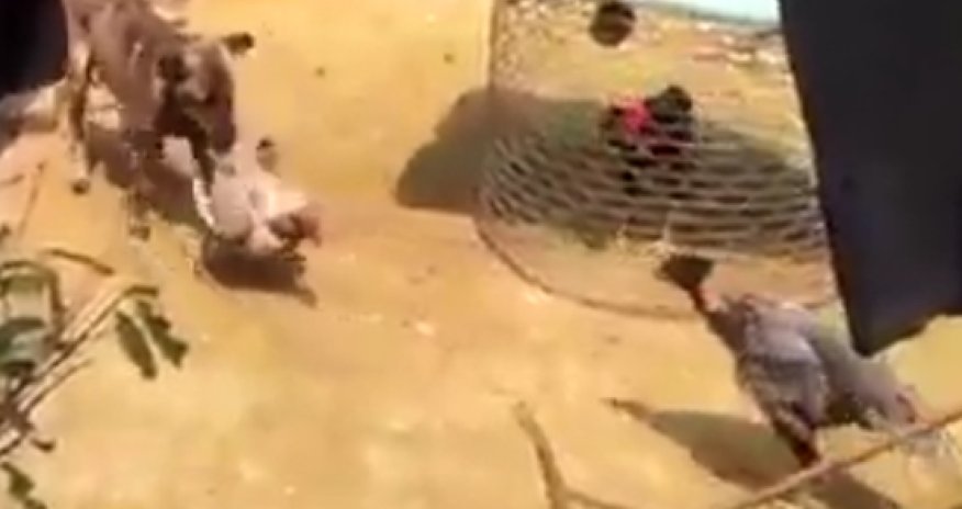 РАЗНОЕ: Собака миротворец