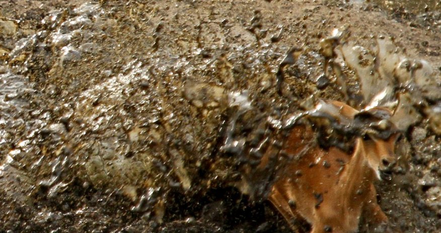 Crocodile's dirty trick