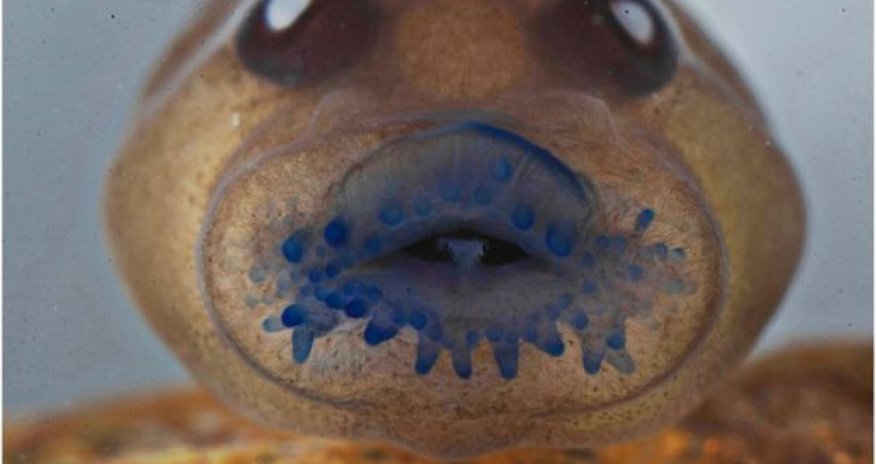 'Extinct' tree frog rediscovered in India after 137 years